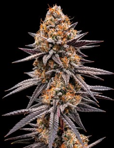 Gravity Berry F1 Samen (Royal Queen Seeds) ✨ Gleichmäßiger Wuchs