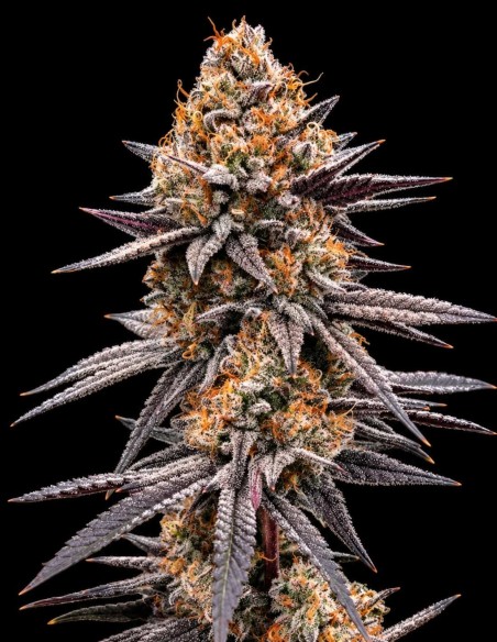 Gravity Berry F1 Samen (Royal Queen Seeds) ✨ Gleichmäßiger Wuchs