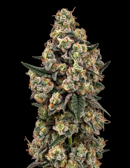 Supersoda F1 Samen (Royal Queen Seeds) 🌳 XXXL-Erträge