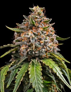 White Widow XXL Samen (Barneys Farm Seeds) 🔥 28 % THC