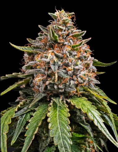 White Widow XXL Samen (Barneys Farm Seeds) 🔥 28 % THC