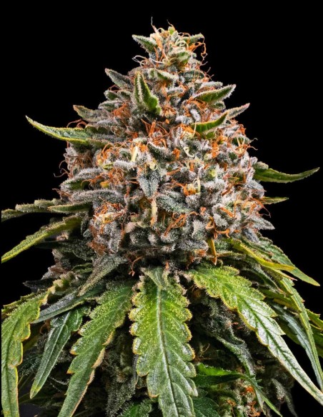 White Widow XXL Samen (Barneys Farm Seeds) 🔥 28 % THC