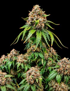 White Widow XXL Samen (Barneys Farm Seeds) 🔥 28 % THC 2