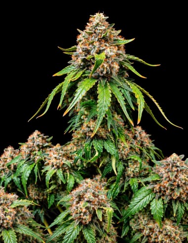 White Widow XXL Samen (Barneys Farm Seeds) 🔥 28 % THC