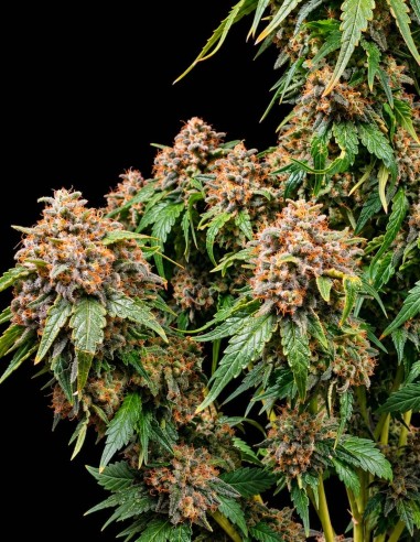 White Widow XXL Samen (Barneys Farm Seeds) 🔥 28 % THC