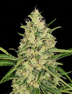 Fat Washer Seeds (Boudica Seeds) 💎 High Resin