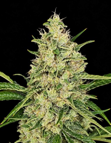 Fat Washer Seeds (Boudica Seeds) 💎 High Resin