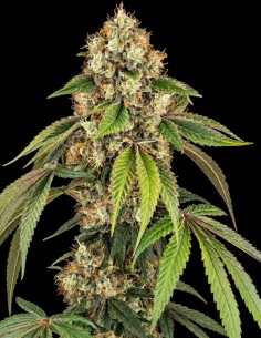 Sensi True Blood Seeds (Sensi Seeds) ✨ Rare Red Sap