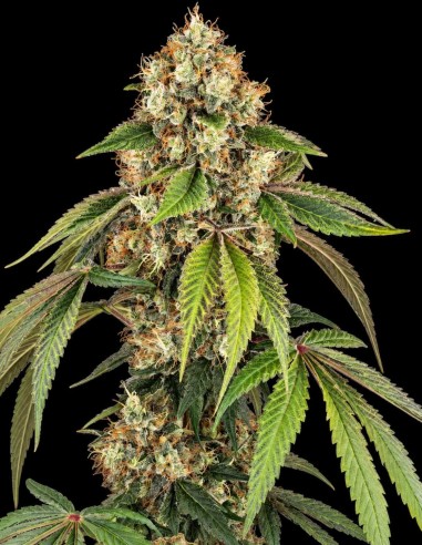 Sensi True Blood Seeds (Sensi Seeds) ✨ Rare Red Sap
