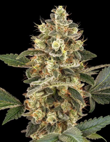 Sensi Sangria Seeds (Sensi Seeds) 🩸 Rare Red Sap
