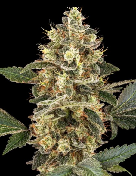 Sensi Sangria Seeds (Sensi Seeds) 🩸 Rare Red Sap