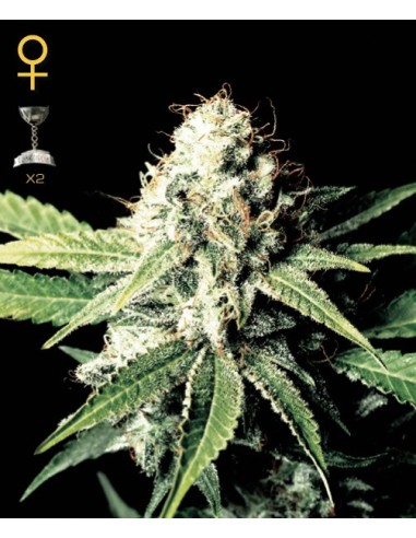 Buy Great White Shark from Greenhouse Seeds - Oaseeds