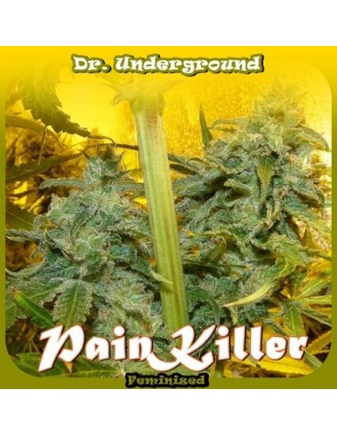 Pain Killer von Dr. Underground Seeds Hanfsamen | Oaseeds