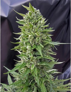 Auto Northern Lights