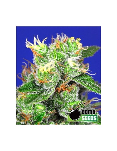 Buy Medi Bomb 2 from Bomb Seeds - Oaseeds