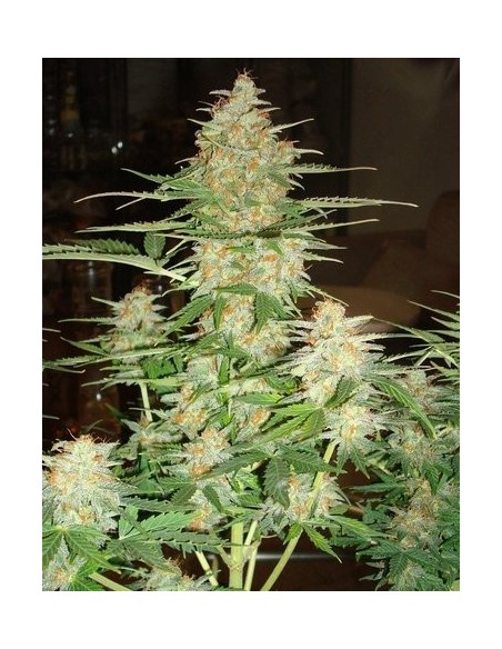 60 Day Wonder Autoflower