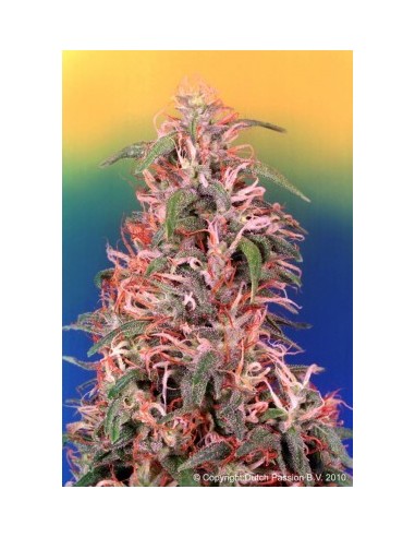Buy Skunk Passion  from Dutch Passion Seeds - Oaseeds