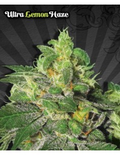 Ultra Lemon Haze 2