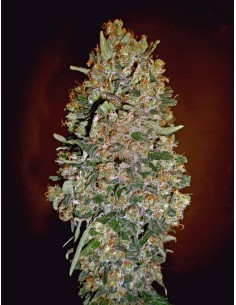 Automatik Collection 1