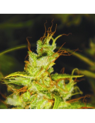 Buy 2046 from Medical Seeds - Oaseeds