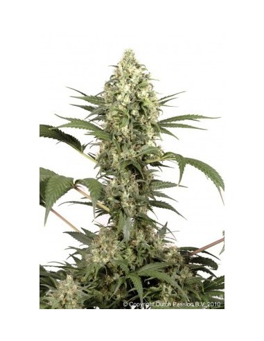 Buy Sacra Frasca from Dutch Passion Seeds - Oaseeds