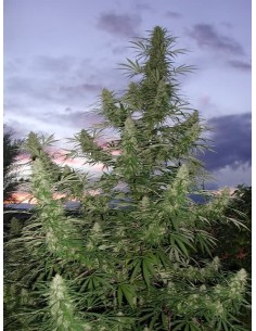 Jamaica Blue Montain