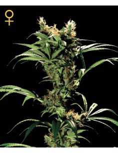 Arjan Strawberry Haze