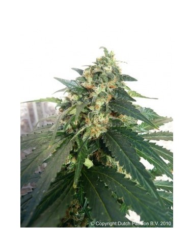 Buy SnowStorm 2 from Dutch Passion Seeds - Oaseeds