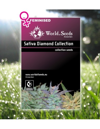 Acheter Sativa Diamond Collection de World of Seeds - Oaseeds