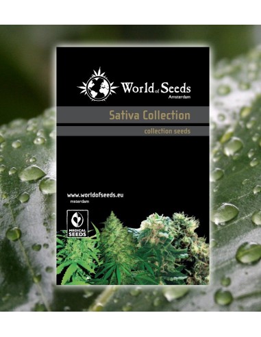 Sativa Collection von World of Seeds Hanfsamen | Oaseeds