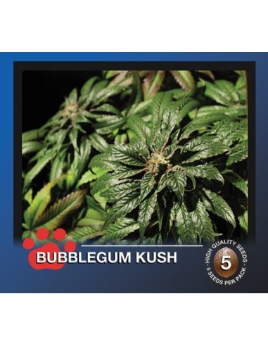 Buy Bubblegum Kush from The Bulldog Seeds - Oaseeds