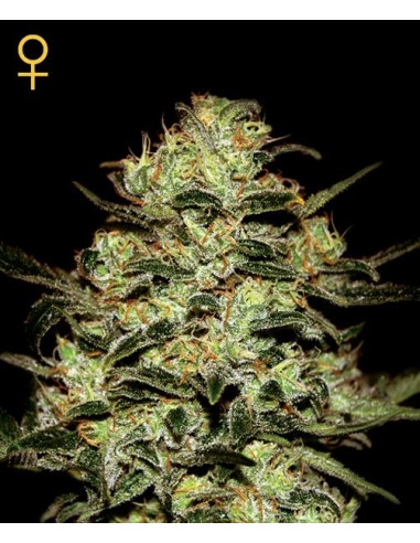 Buy Moby Dick from Greenhouse Seeds - Oaseeds