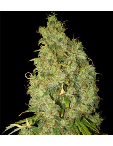 Buy Northern Light x Skunk from World of Seeds - Oaseeds