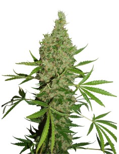 White Widow x The Ultimate 2