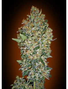 Feminized Collection 1