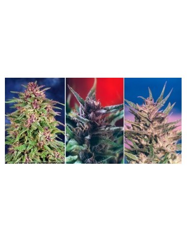 Buy Colour Mix 1 from Dutch Passion Seeds - Oaseeds
