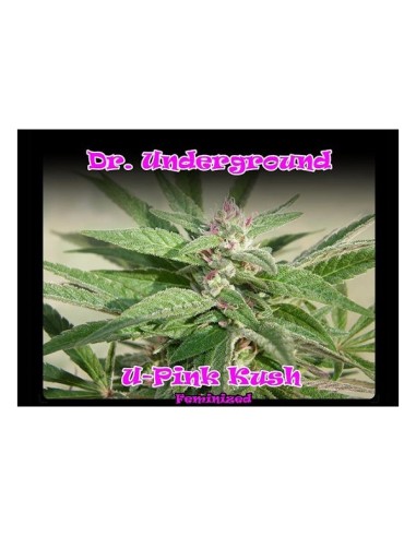 Buy U - Pink Kush from Dr. Underground Seeds - Oaseeds
