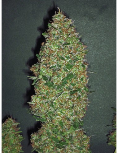Chocolate Skunk (00Seeds) Feminized Seeds | Up To 30% Off