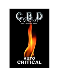 Auto Critical