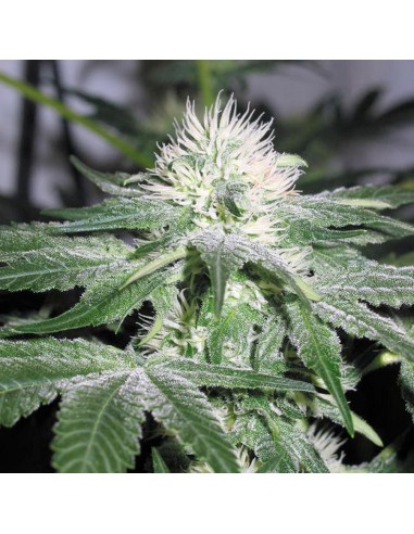 Buy Ice from Female Seeds - Oaseeds