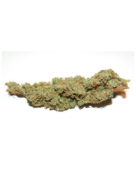 Amnesia Haze (Soma Sacred Seeds) Feminized Seeds | On Sale!