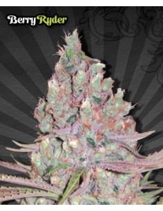 Berry Ryder 2