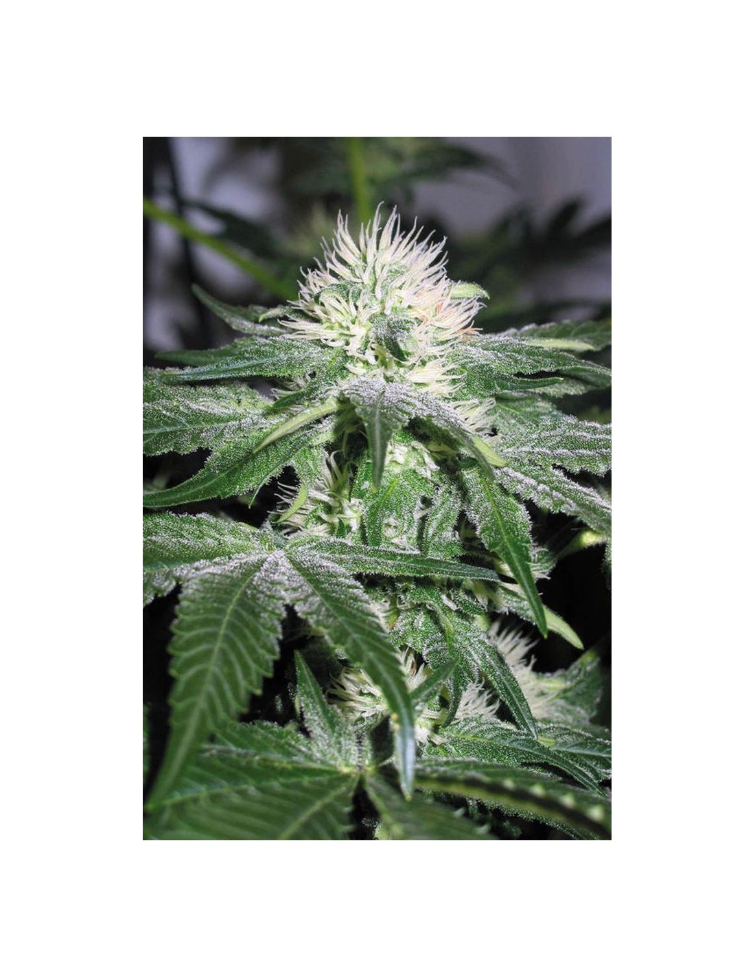 Ice (Royal Queen Seeds) Feminized Seeds | Up To 30% Off