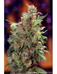 California Orange  2