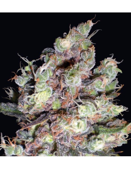 Cotton Candy