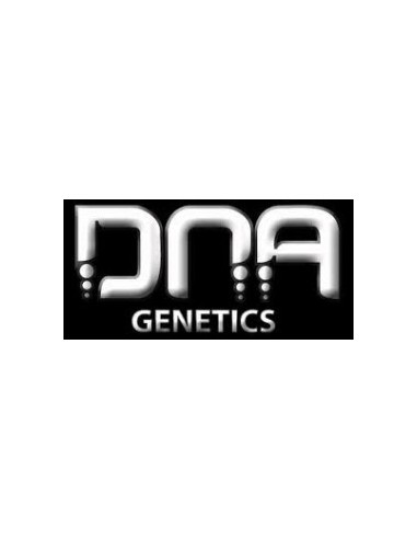 Silver Kush (DNA Genetics) Semillas Feminizadas | ¡Oferta!