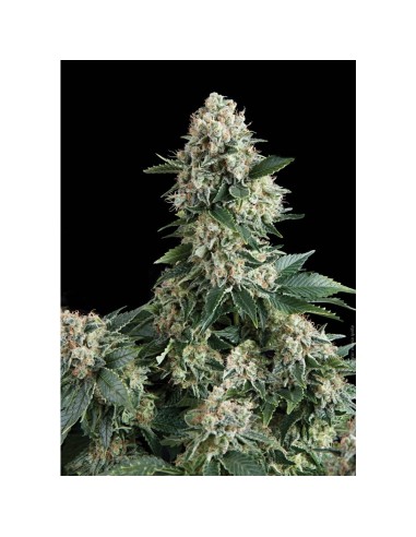 Buy Auto New York City from Pyramid Seeds - Oaseeds
