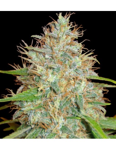 Buy Afghan Kush x Skunk from World of Seeds - Oaseeds