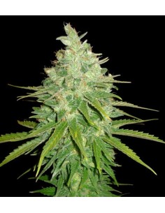 Afghan Kush x Skunk 2