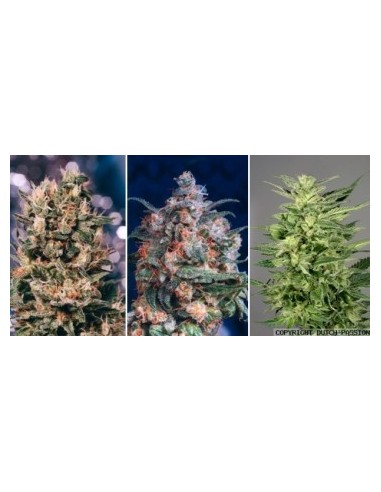 Buy Colour Mix 5 from Dutch Passion Seeds - Oaseeds